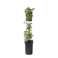 Hedera helix 'Glacier'