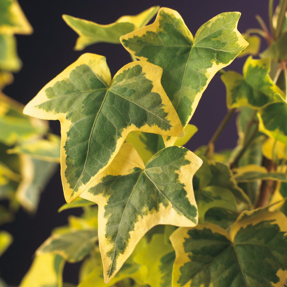 Hedera helix 'Goldchild'