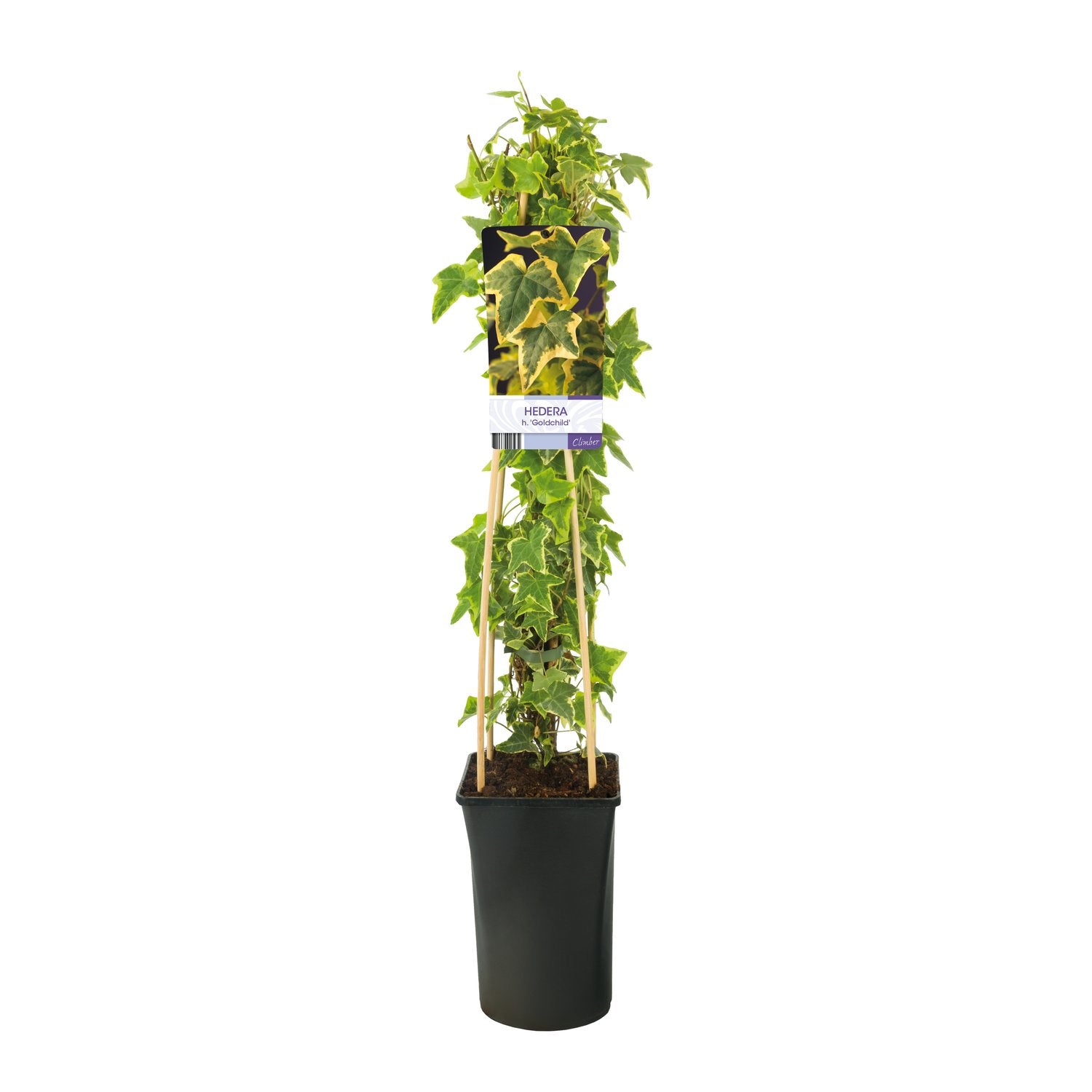 Hedera helix 'Goldchild'