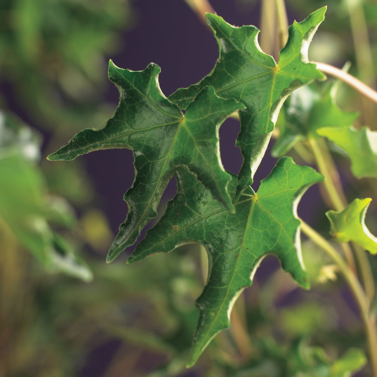 Hedera helix 'Ivalace'