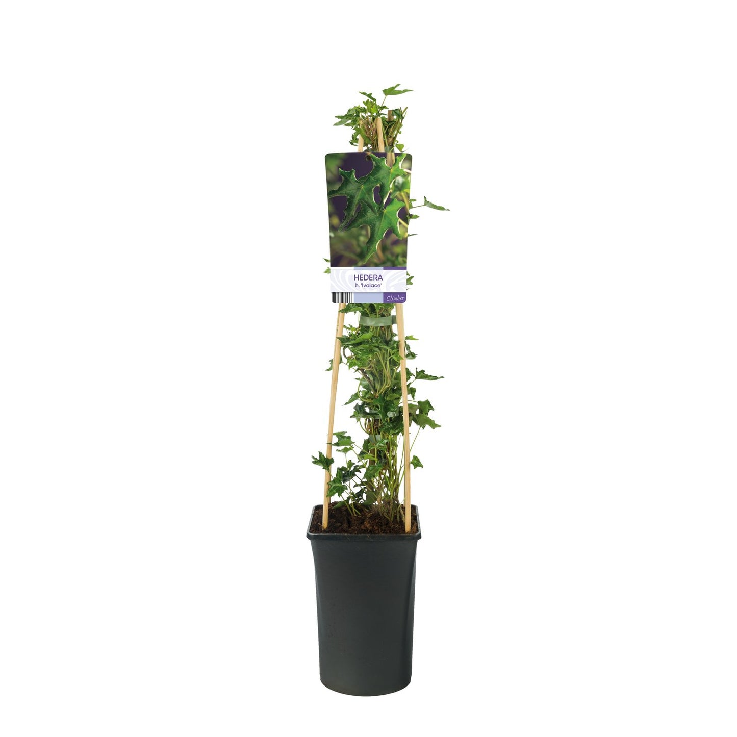 Hedera helix 'Ivalace'