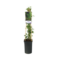 Hedera helix 'Ivalace'