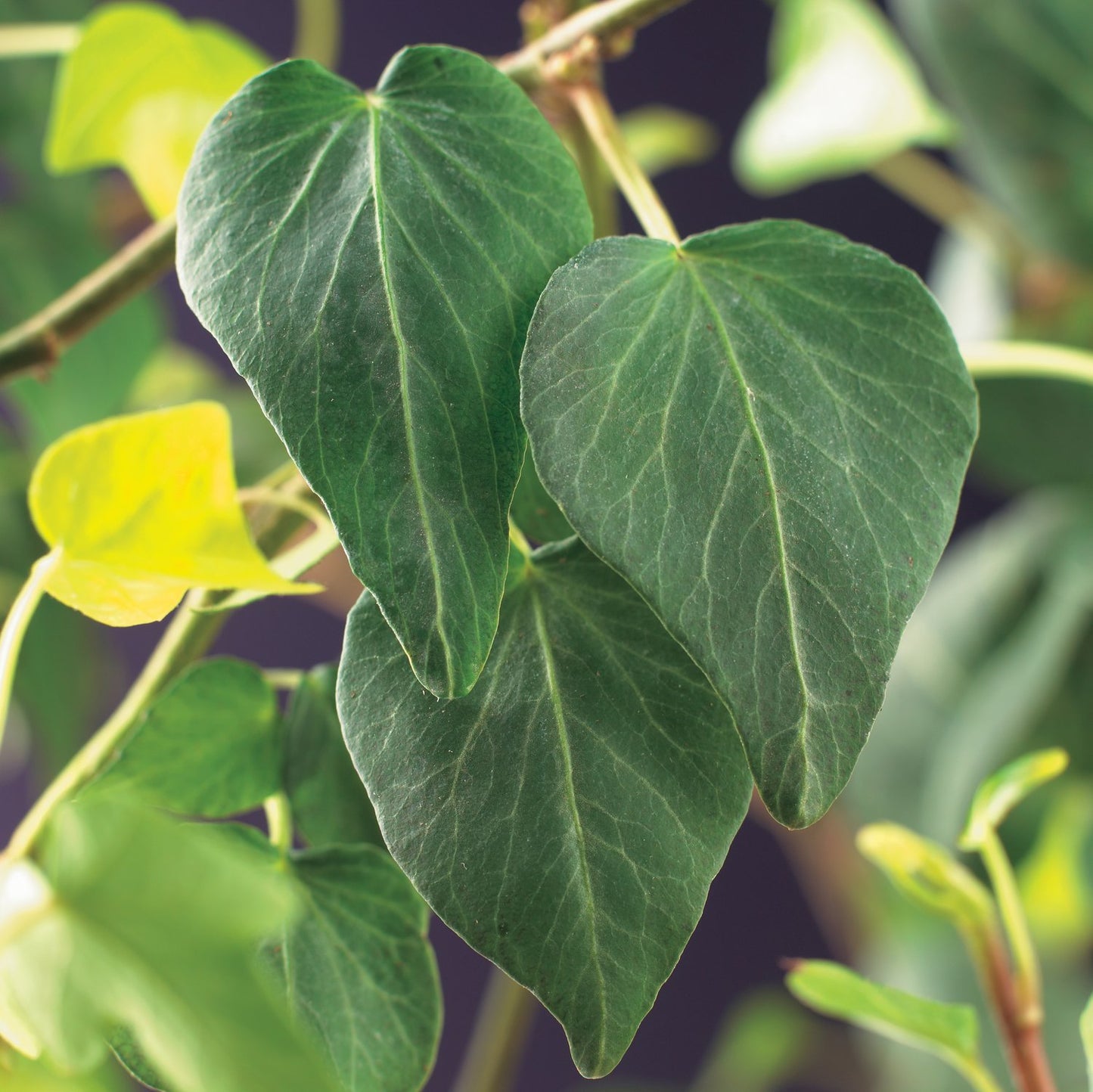 Hedera helix 'Natasja'