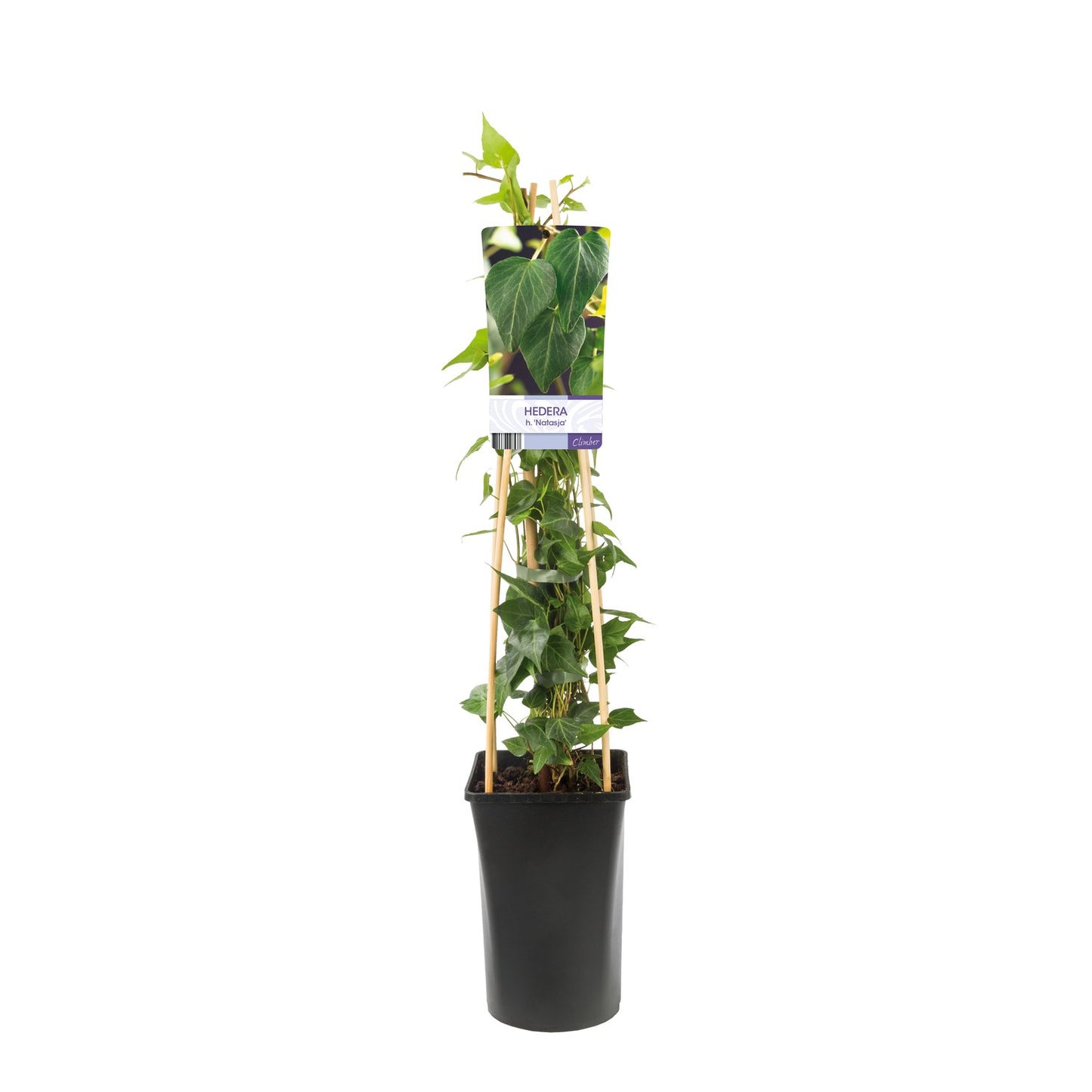 Hedera helix 'Natasja'