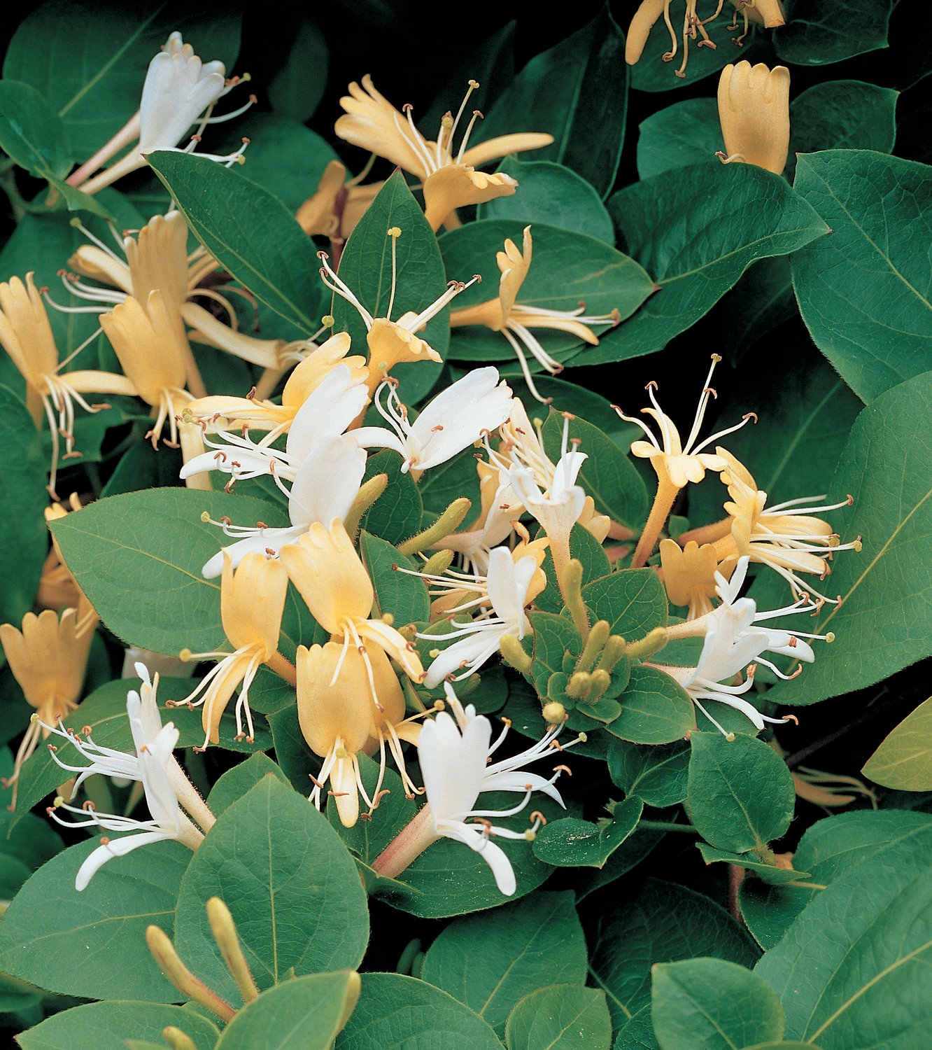 Lonicera japonica 'Hall's Prolific'
