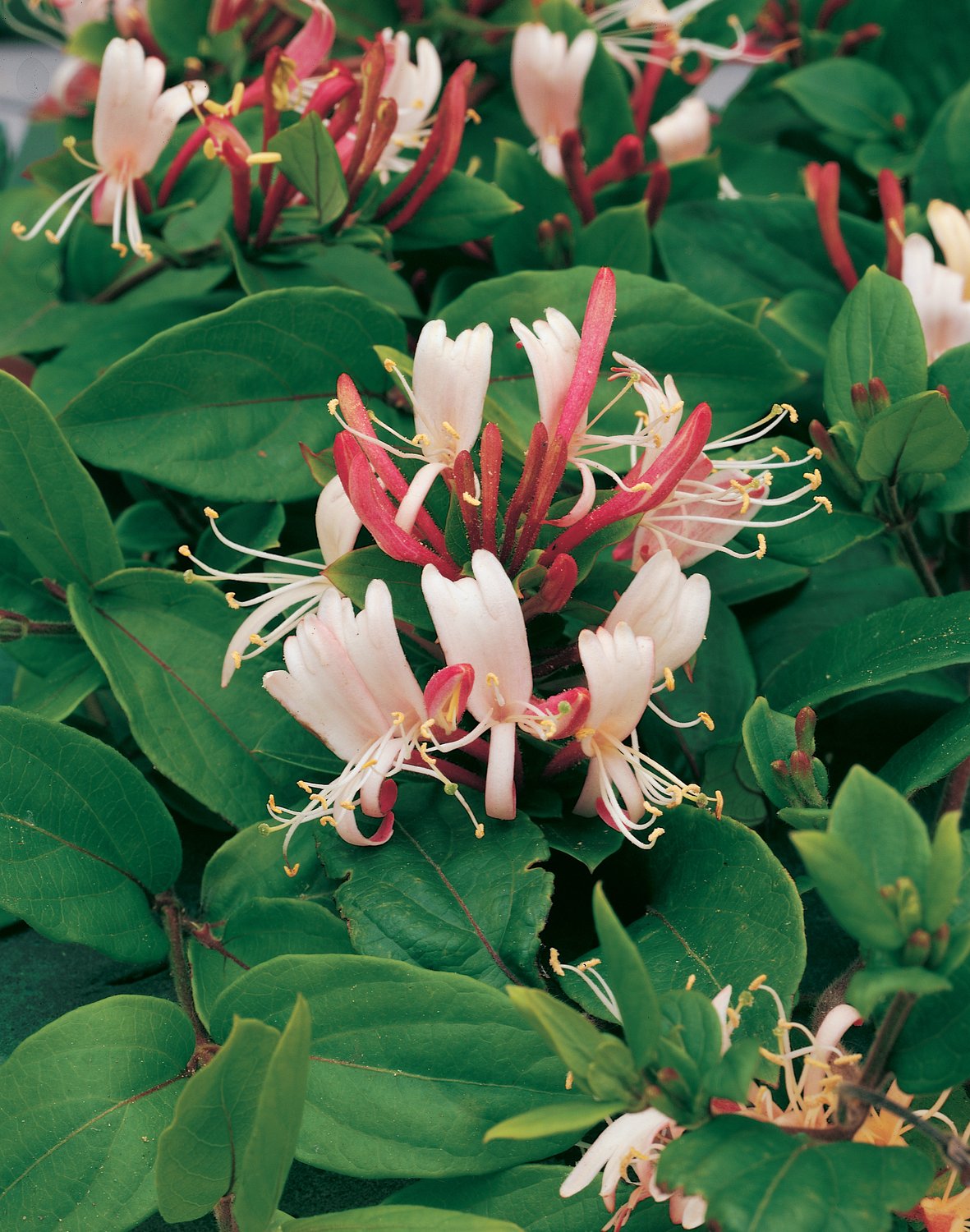 Lonicera japonica 'Red World'