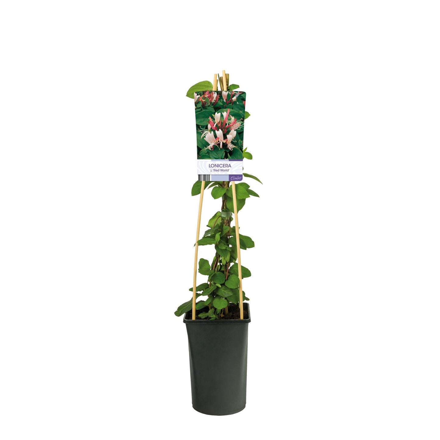 Lonicera japonica 'Red World'