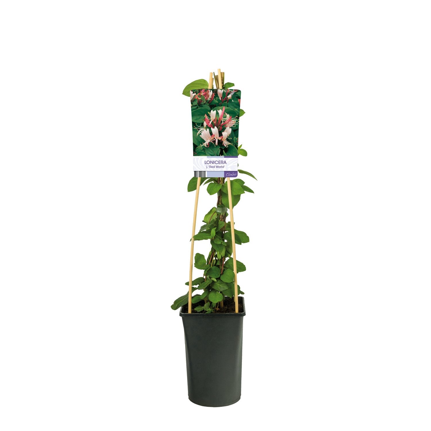 Lonicera japonica 'Red World'