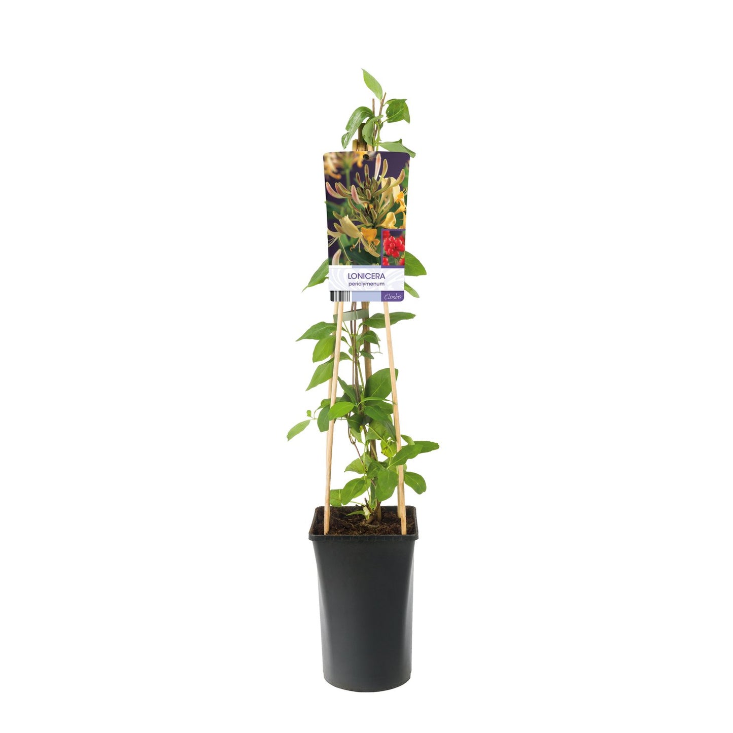 Lonicera periclymenum
