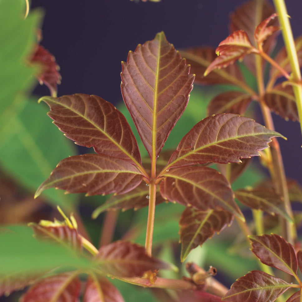 Parthenocissus henryana