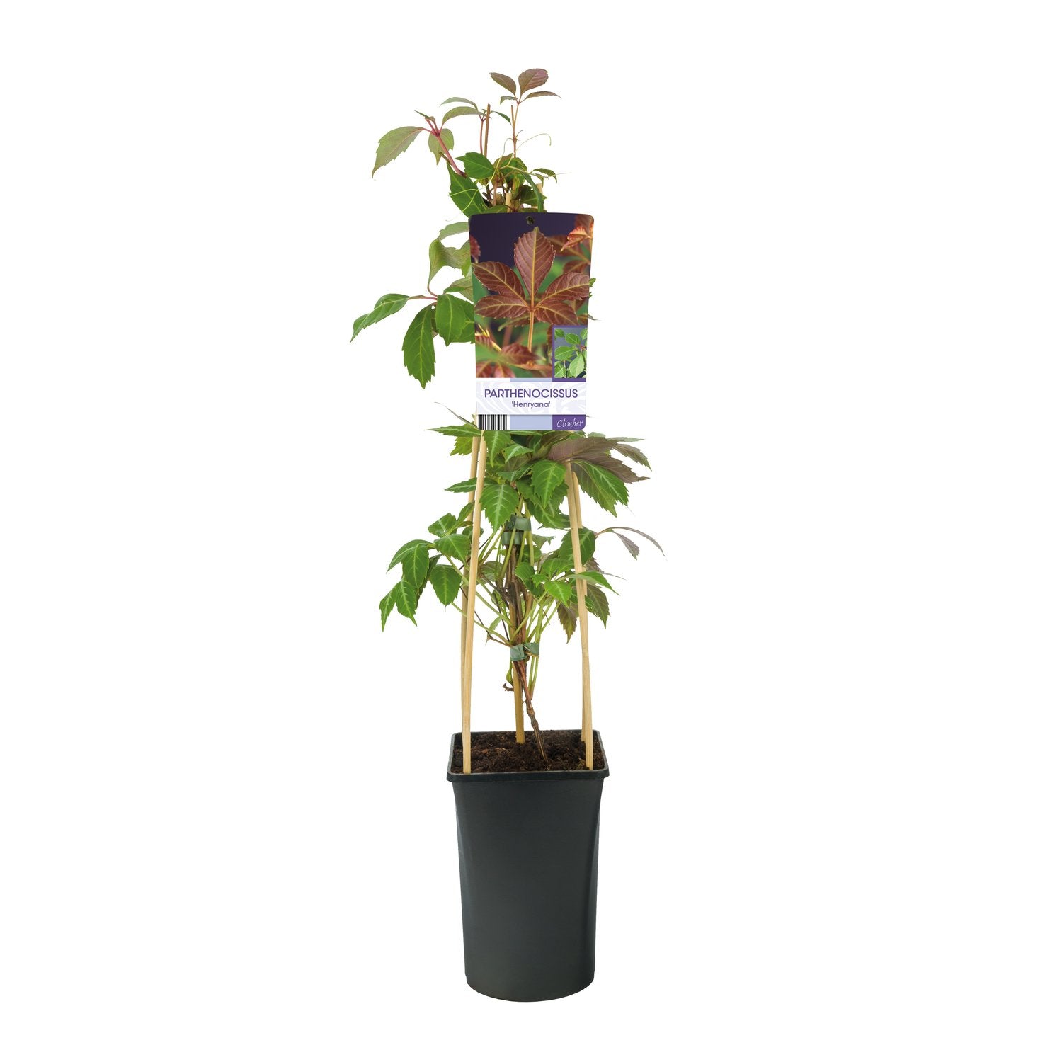 Parthenocissus henryana