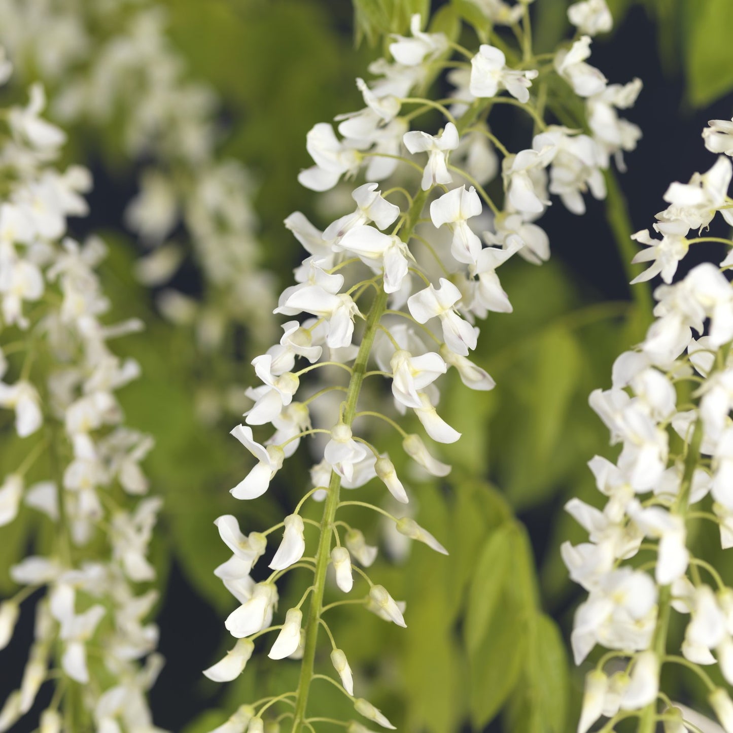 Wisteria floribunda 'Alba'