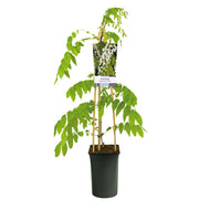Wisteria floribunda 'Alba'