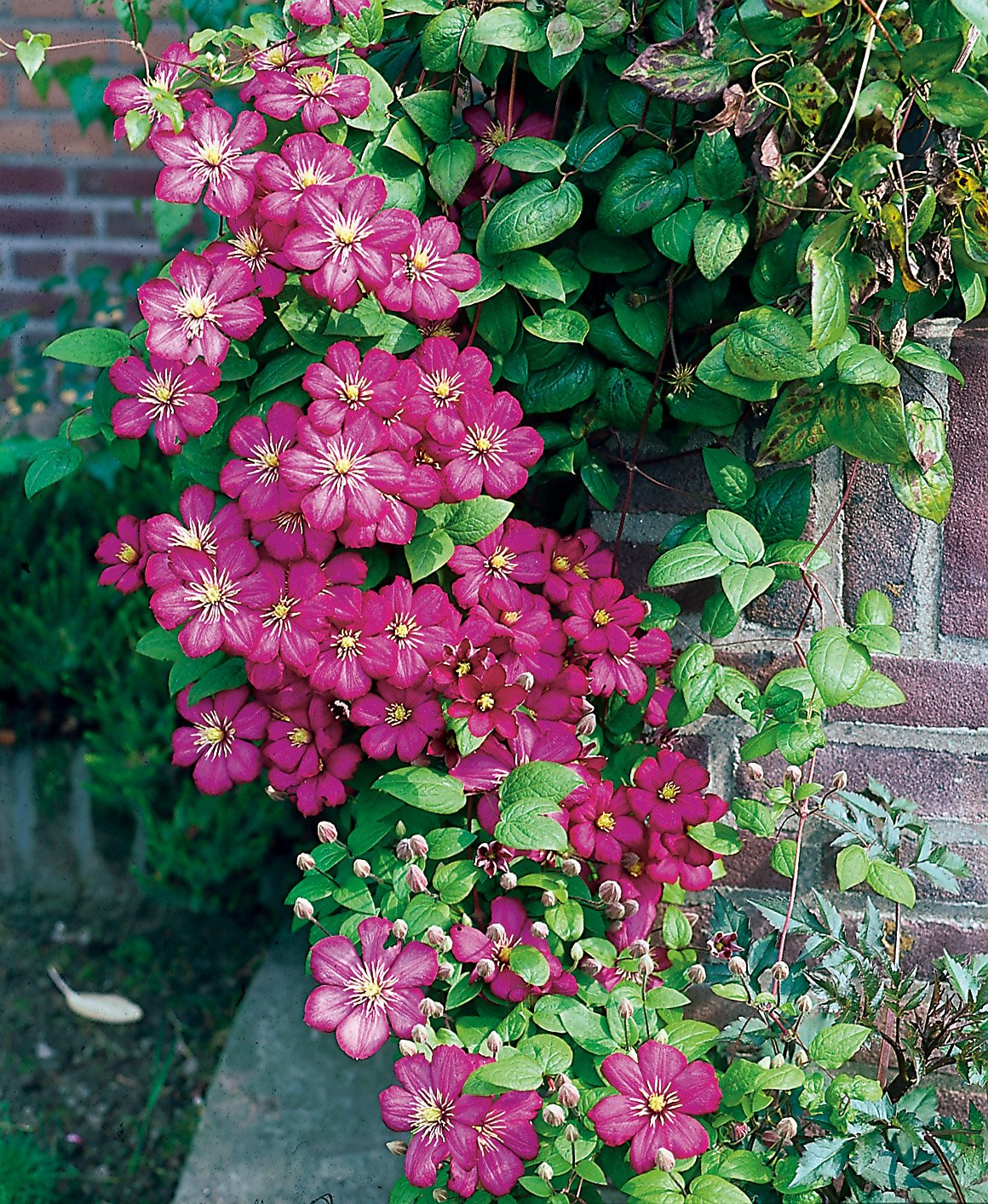 Clematis 'Ville de Lyon'