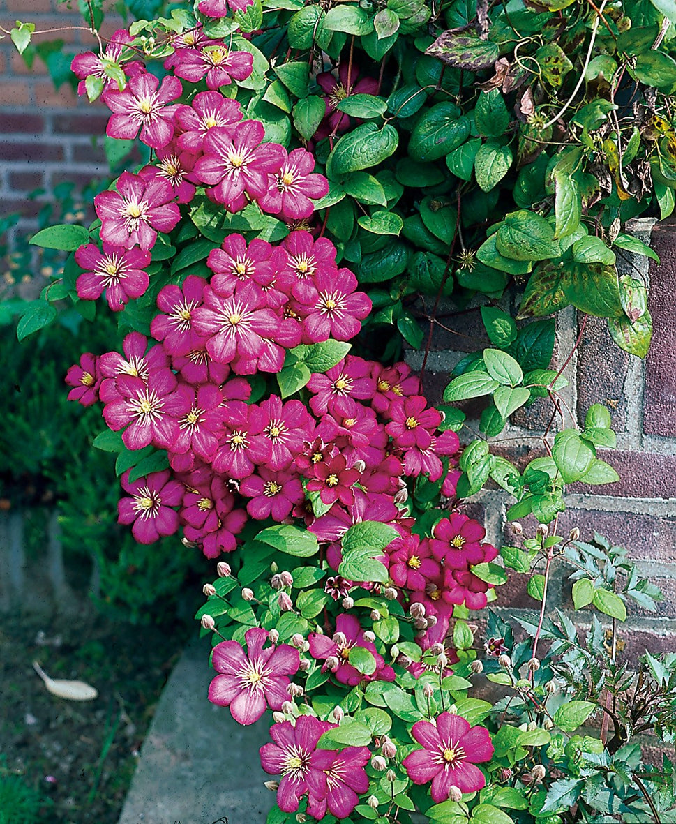 Clematis 'Ville de Lyon'