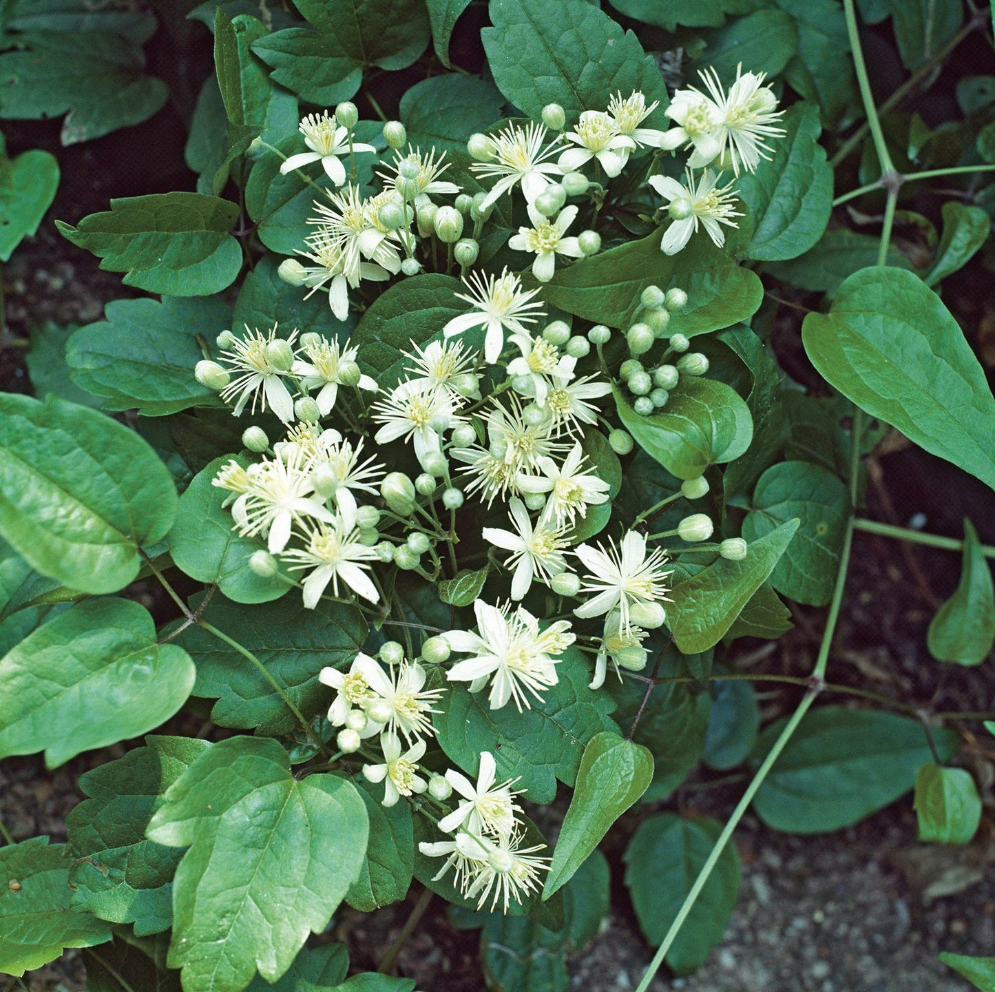 Clematis vitalba