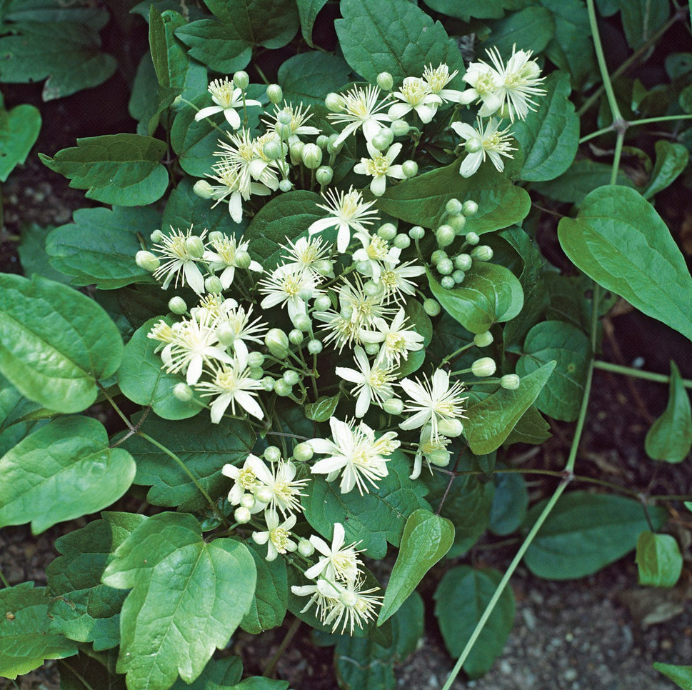 Clematis vitalba