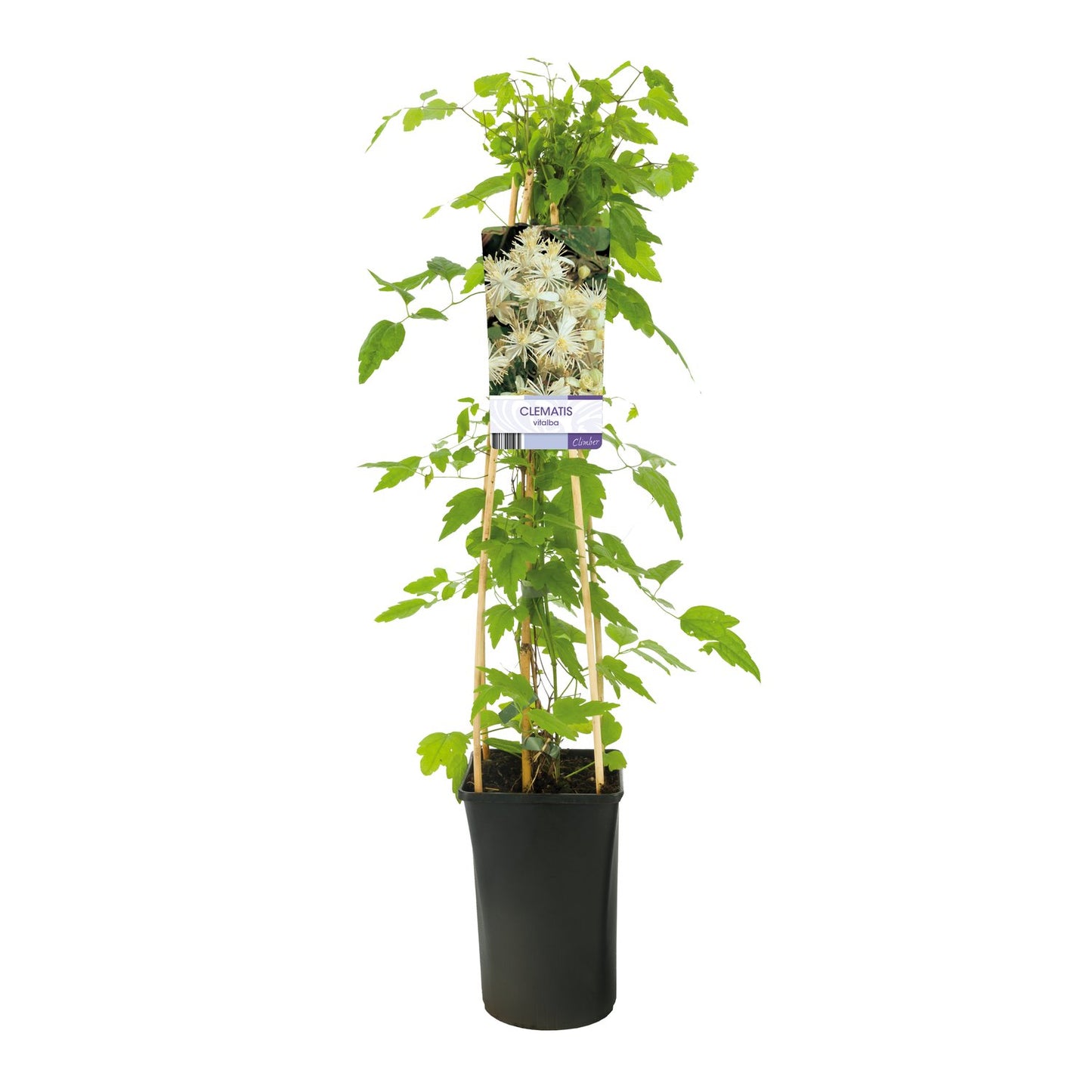 Clematis vitalba