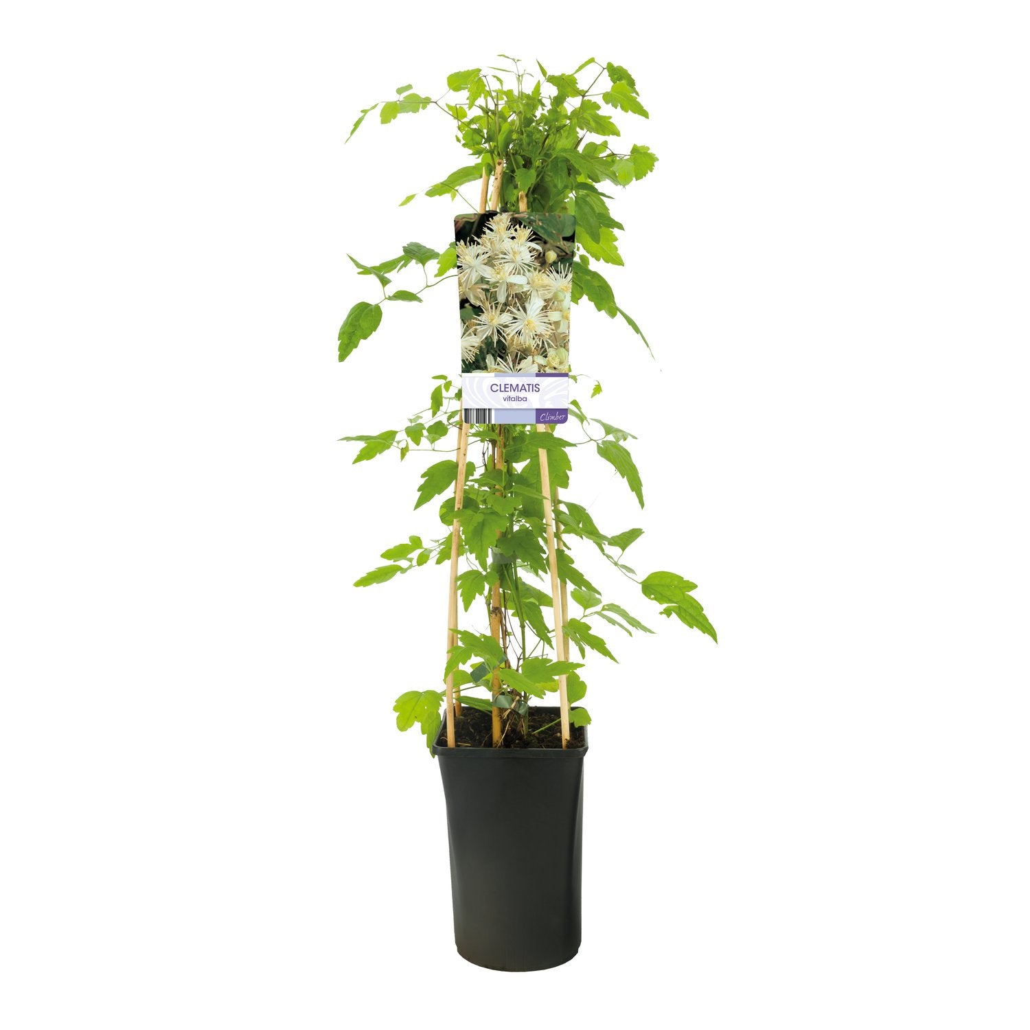 Clematis vitalba
