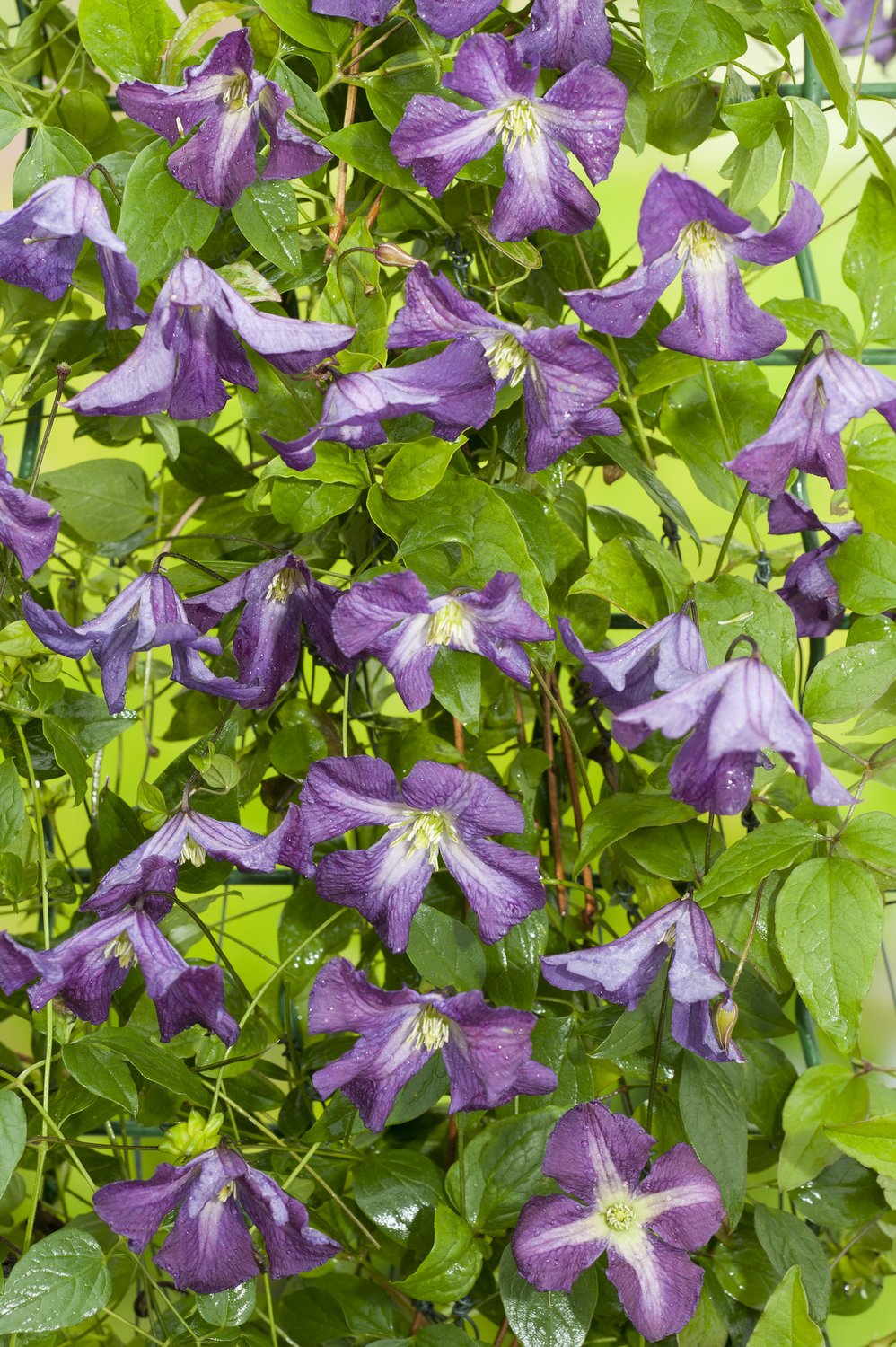 Clematis viticella
