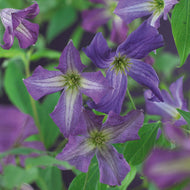Clematis viticella