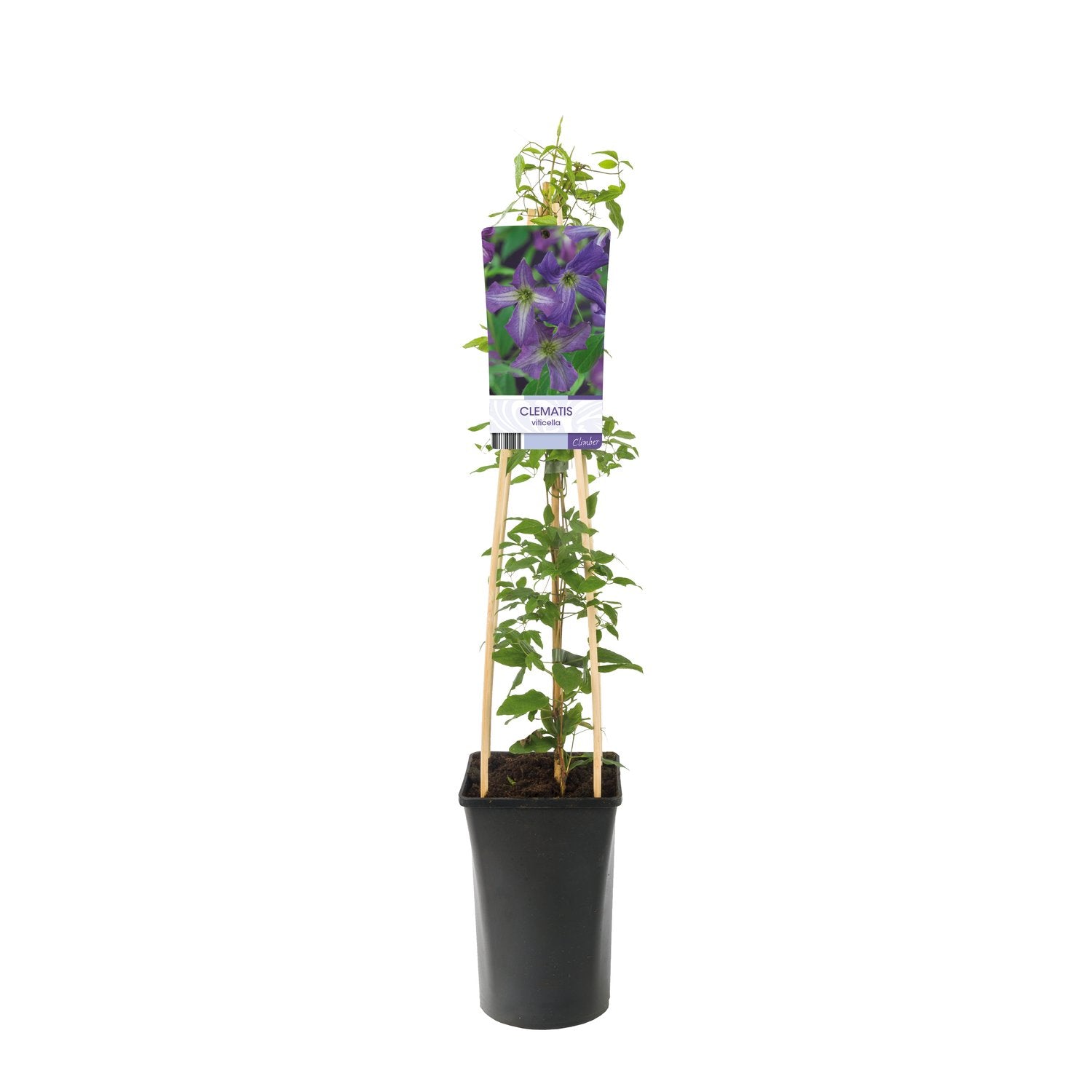 Clematis viticella