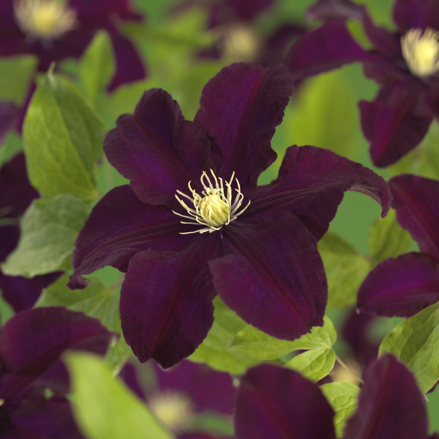 Clematis 'Warszawska Nike'