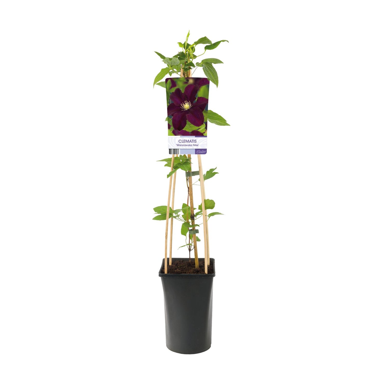 Clematis 'Warszawska Nike'