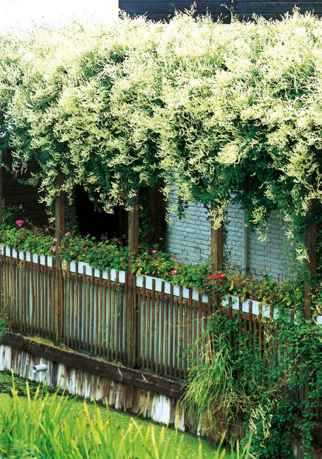 Fallopia baldschuanica
