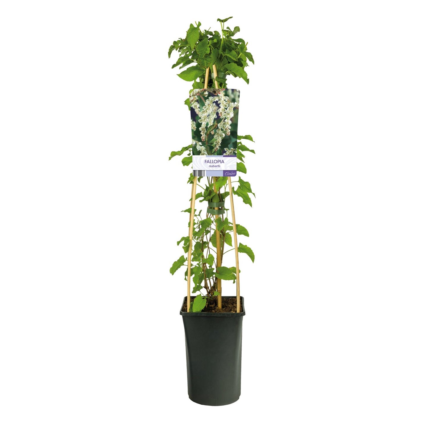 Fallopia baldschuanica