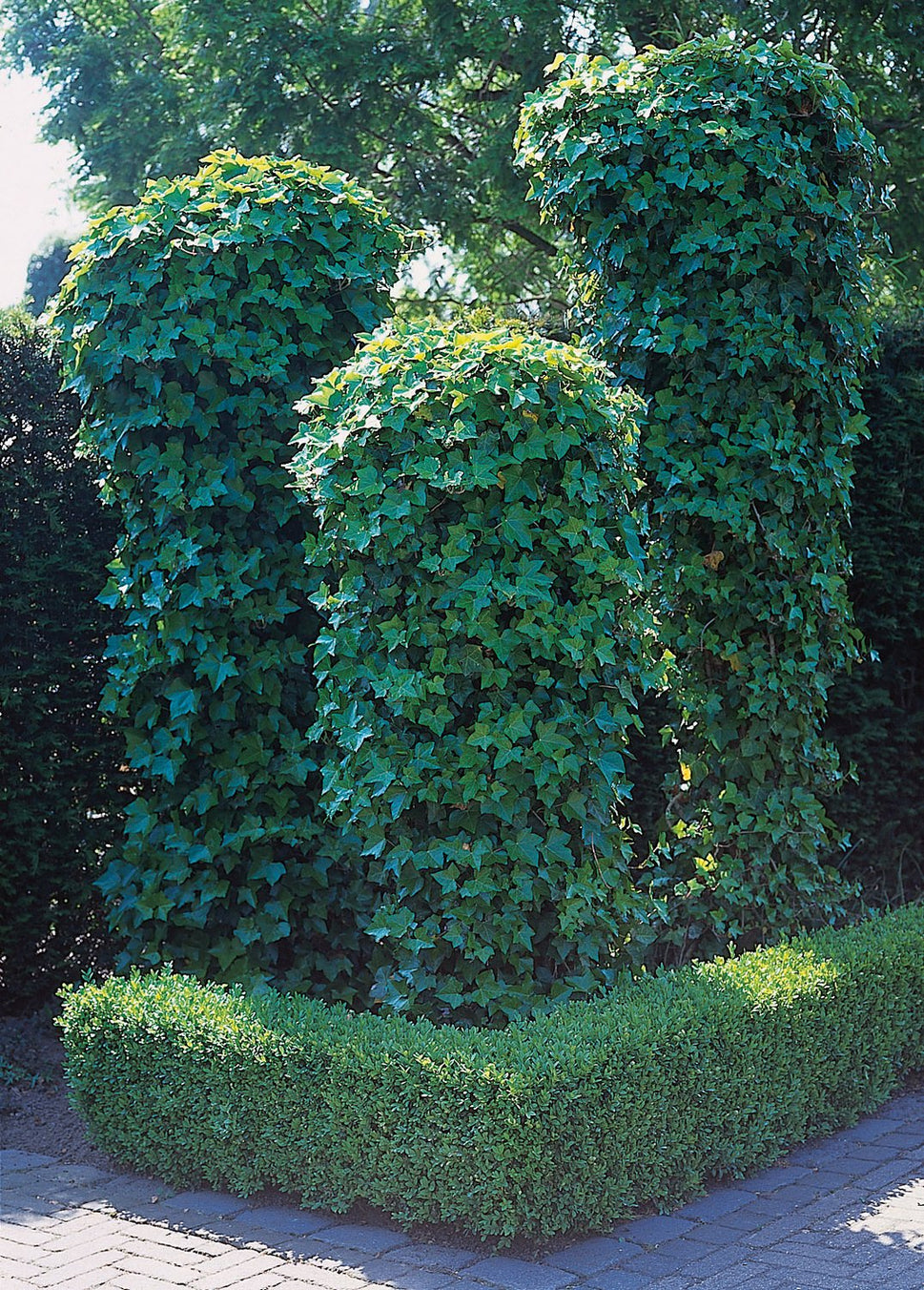 Hedera helix