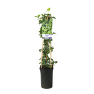 Hedera helix