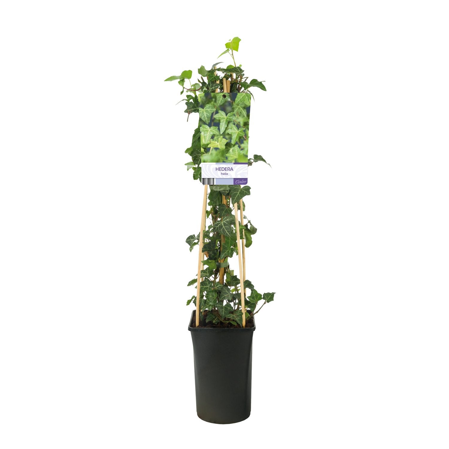 Hedera helix