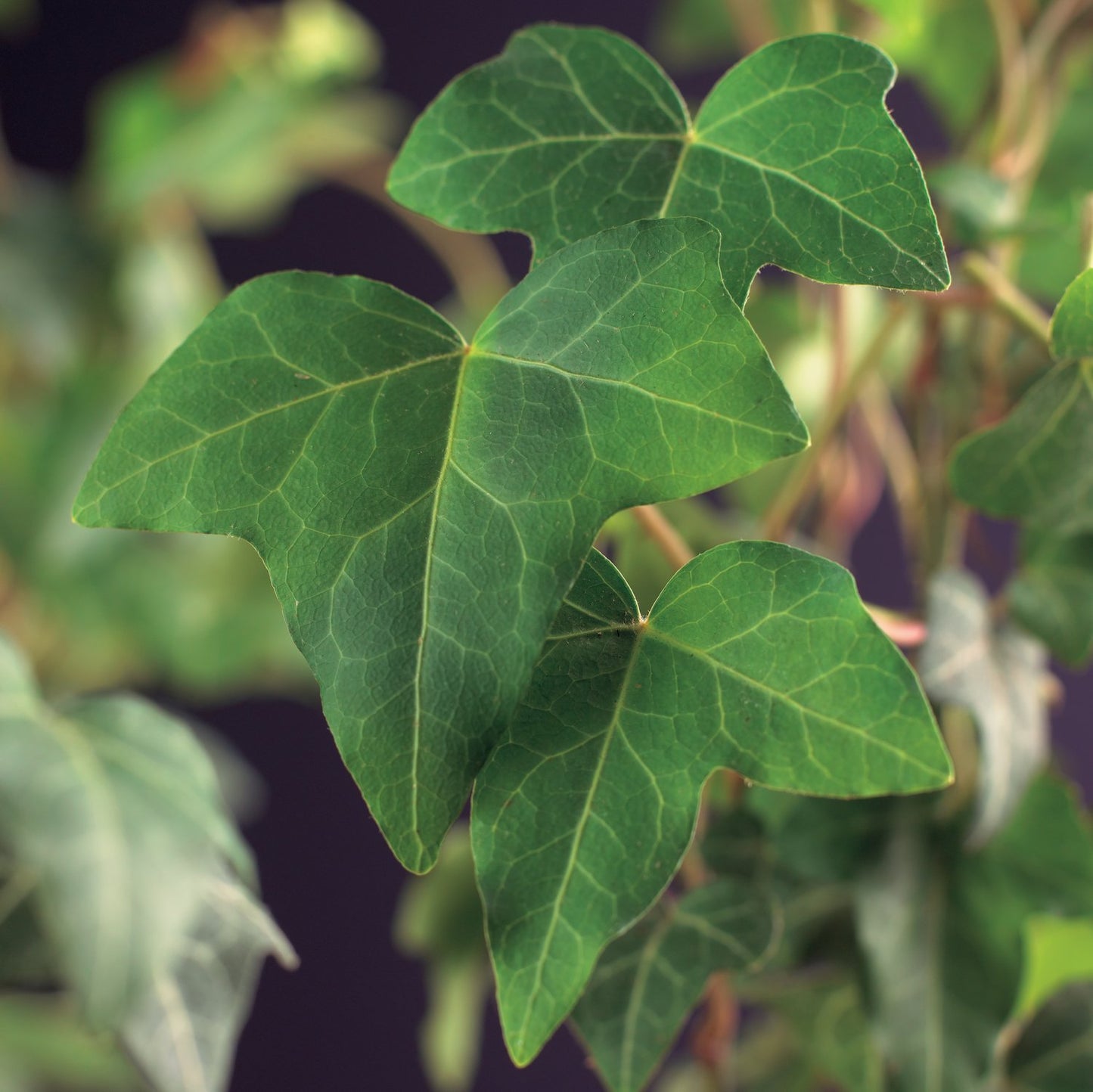 Hedera helix