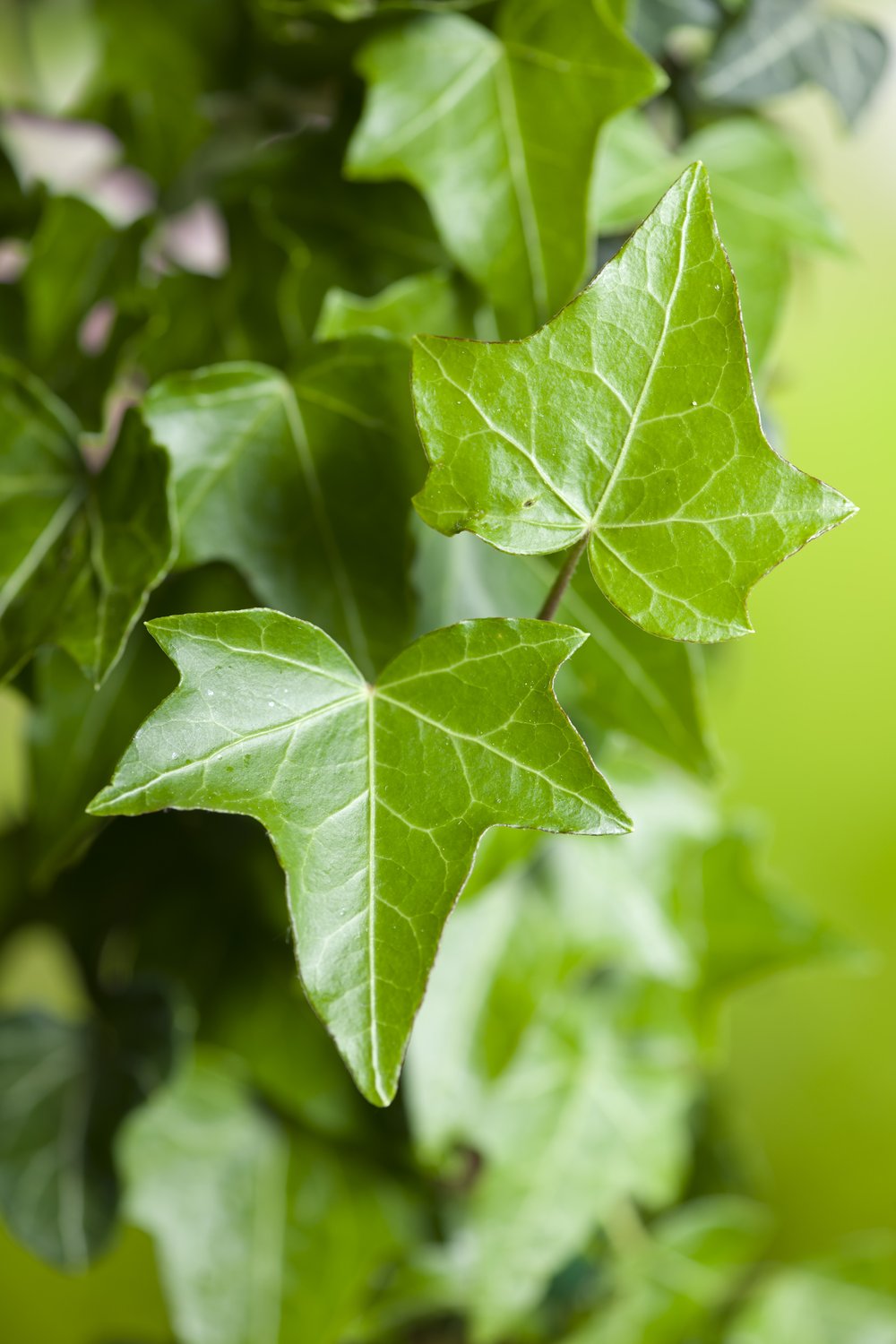 Hedera helix