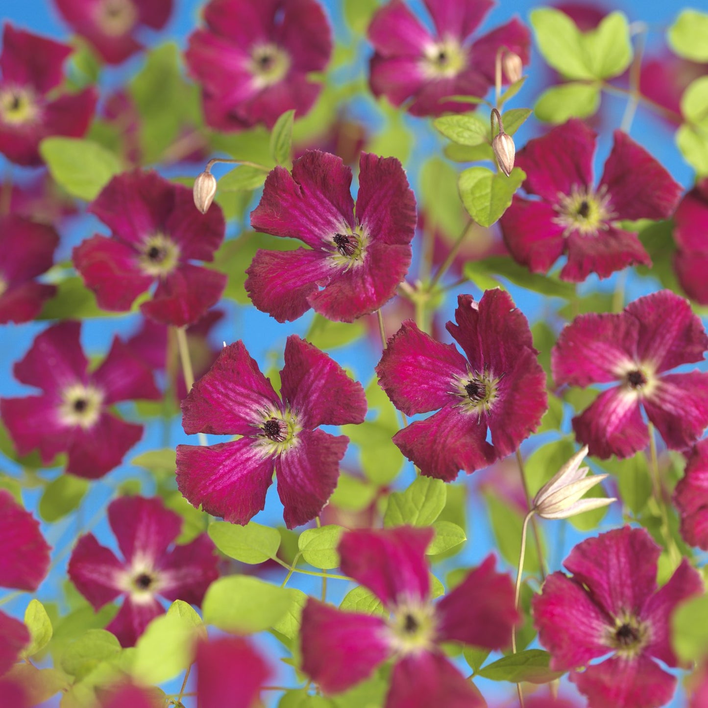 Clematis 'Rubra'