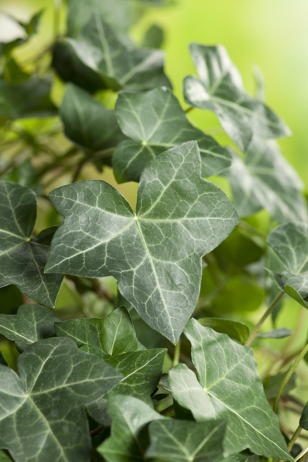 Hedera hibernica
