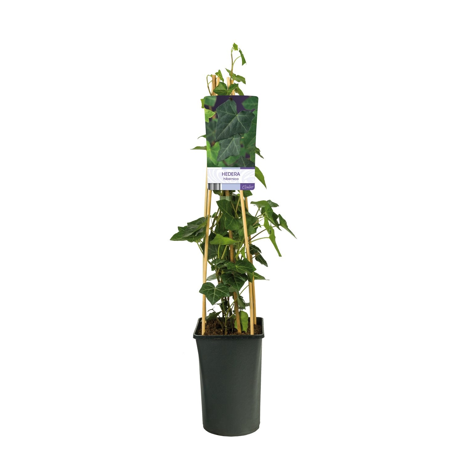 Hedera hibernica