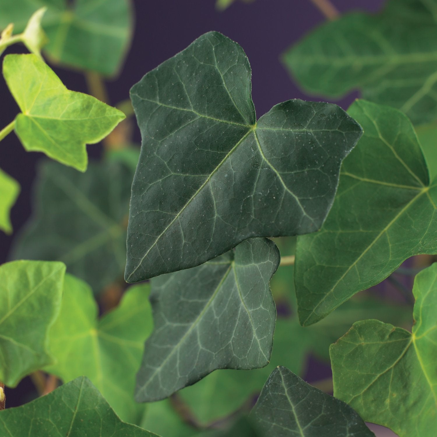 Hedera hibernica