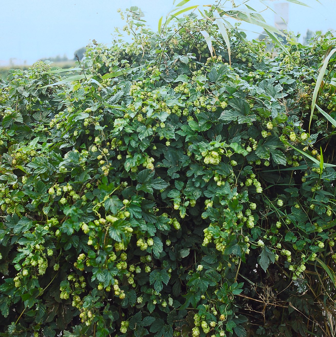 Humulus lupulus 'Nordbrau'