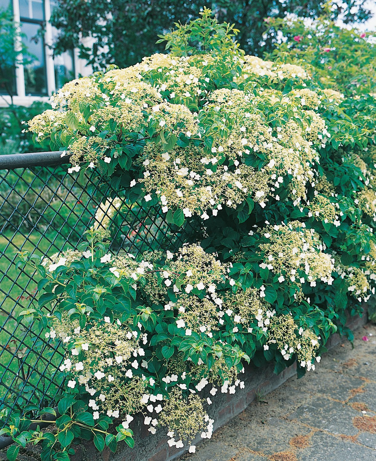 Hydrangea anomala ssp petiolaris