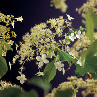 Hydrangea anomala ssp petiolaris
