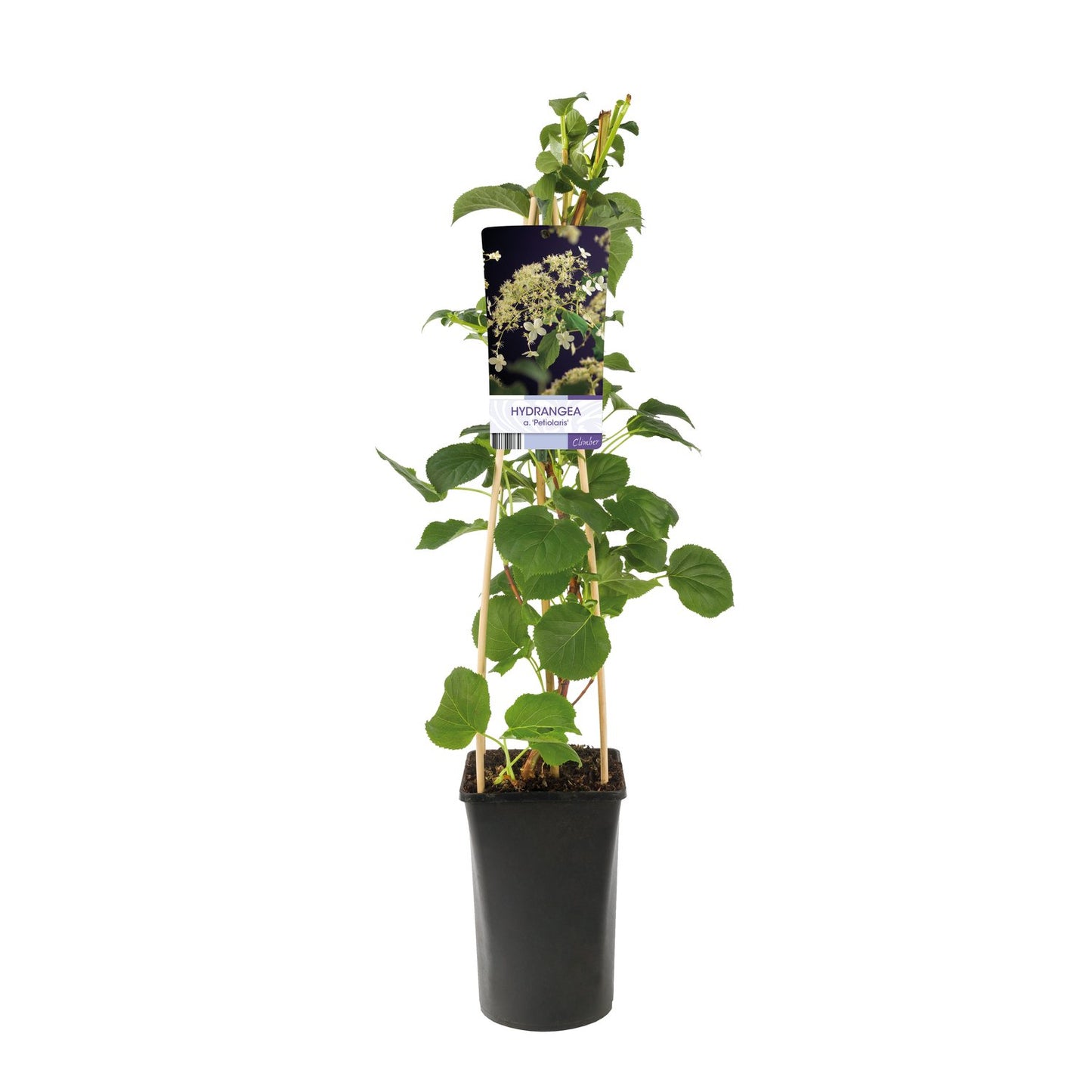 Hydrangea anomala ssp petiolaris