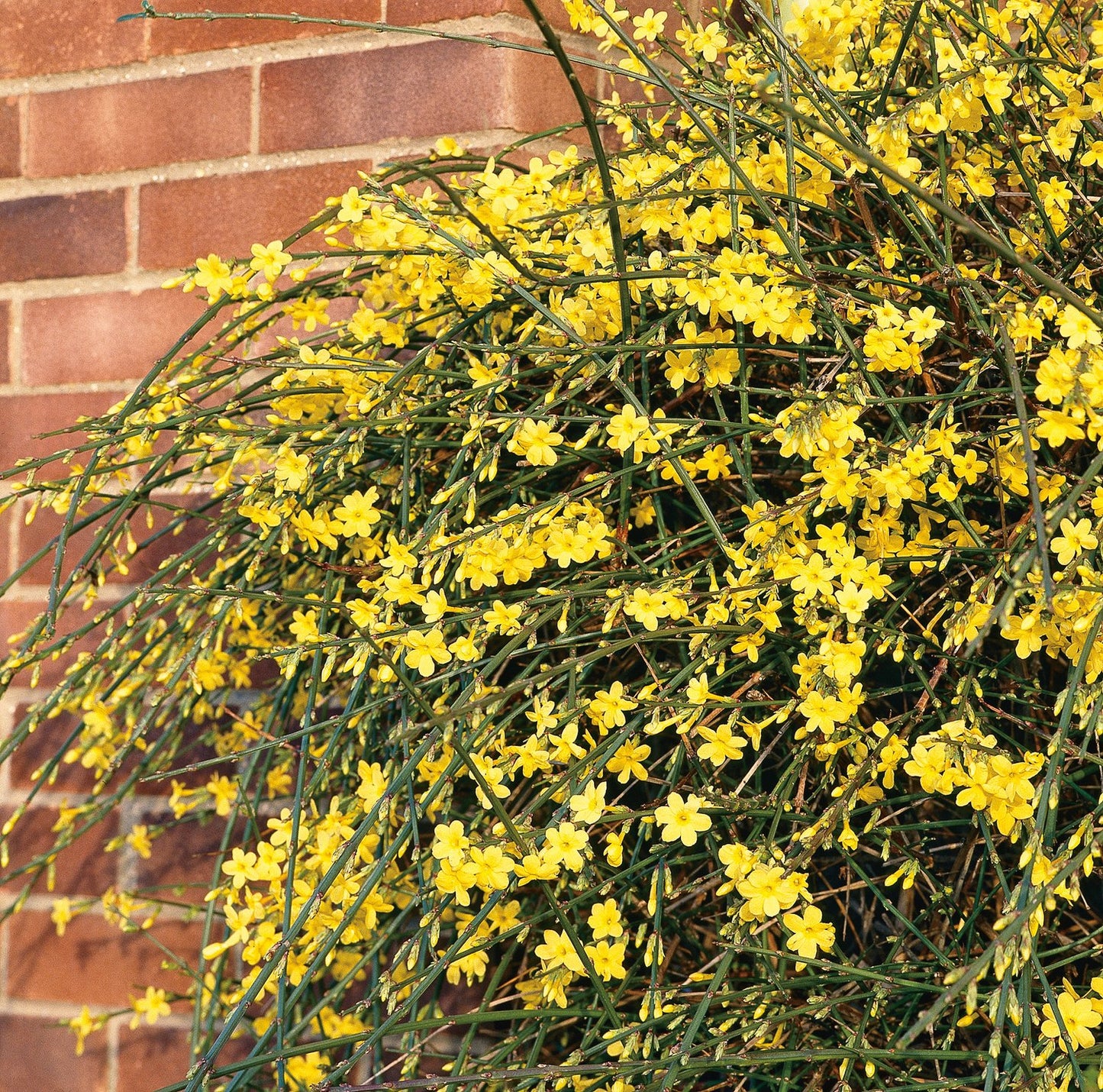 Jasminum nudiflorum