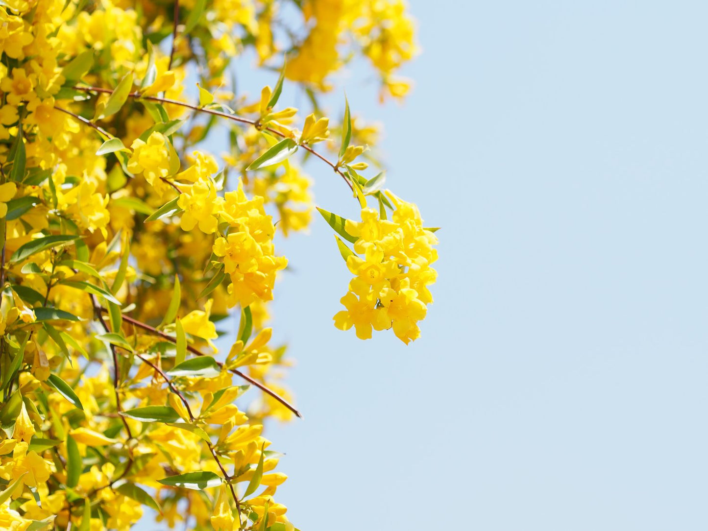 Jasminum nudiflorum