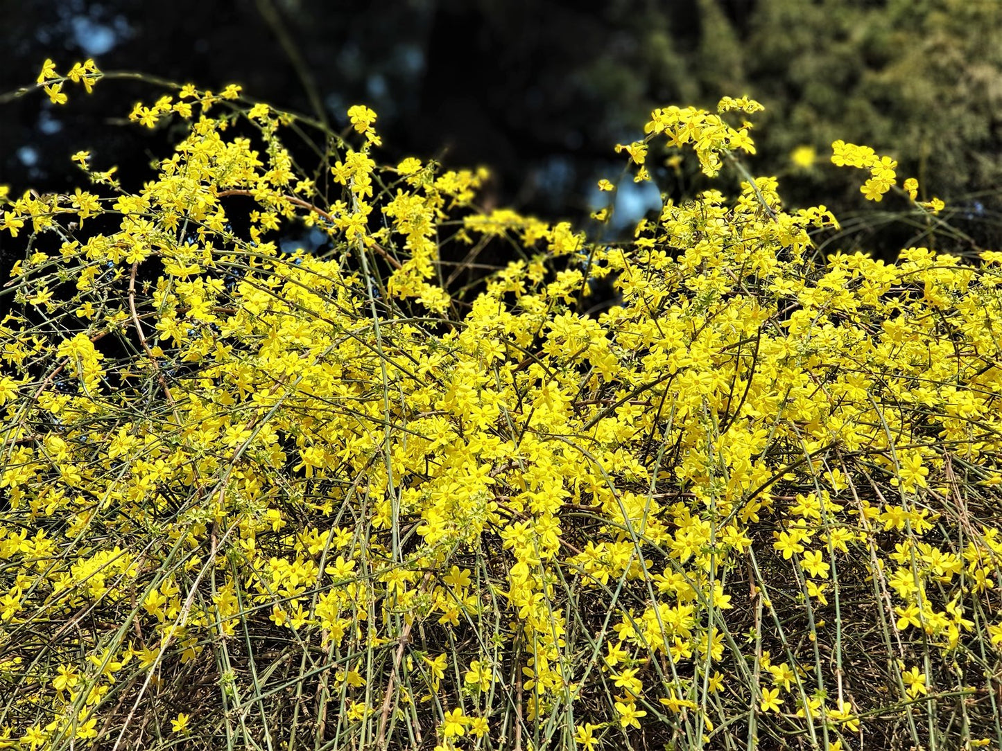 Jasminum nudiflorum