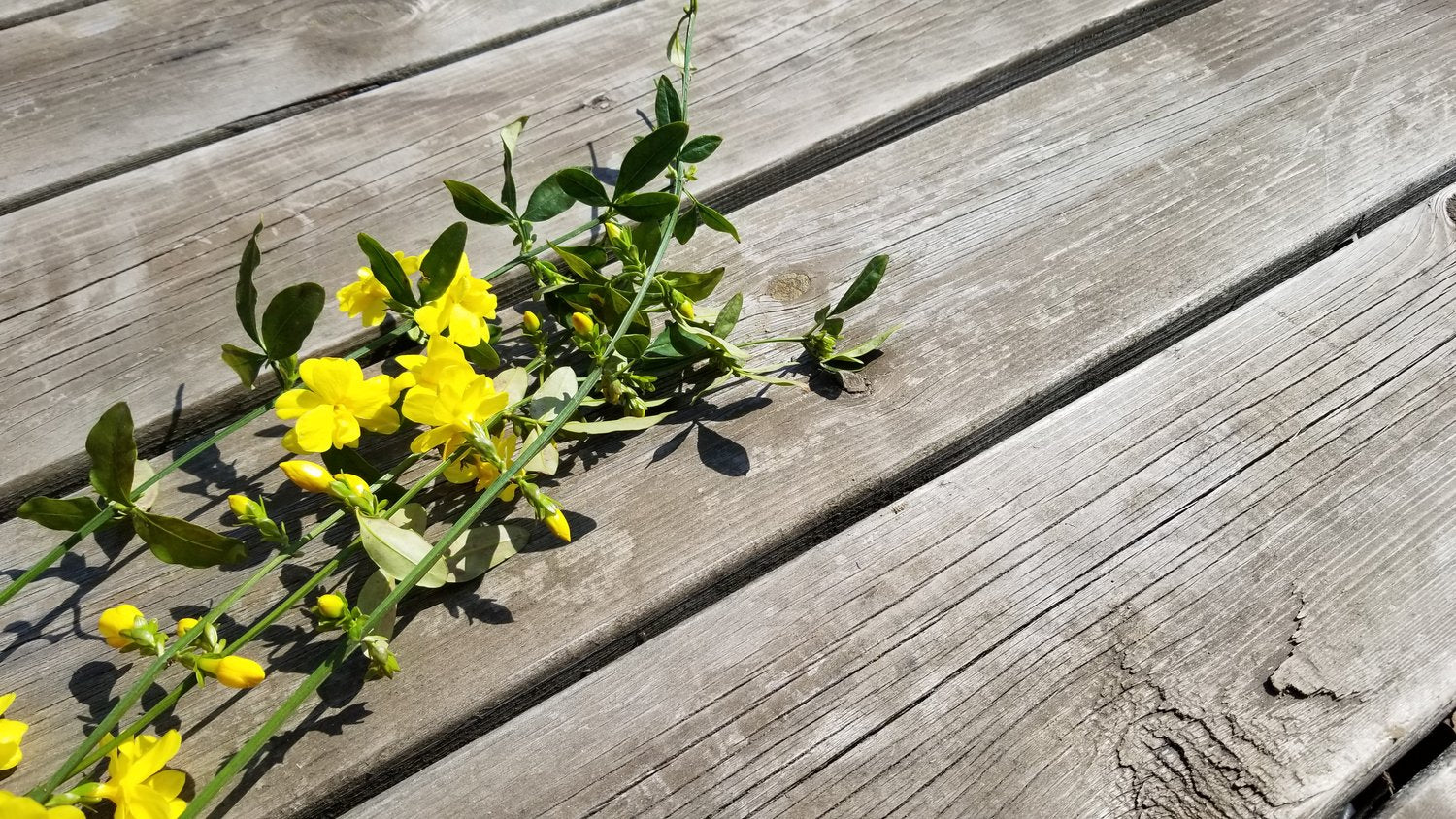 Jasminum nudiflorum