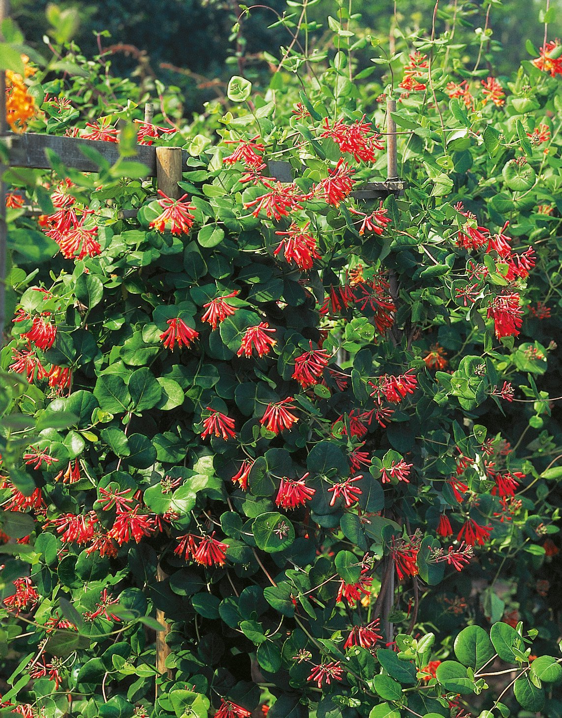 Lonicera × brownii 'Dropmore Scarlet'