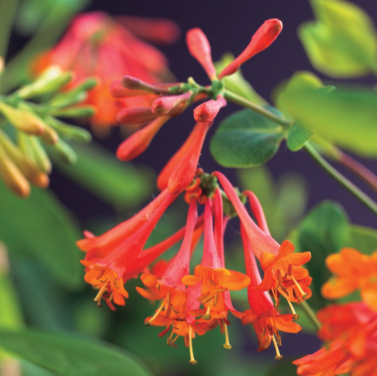 Lonicera × brownii 'Dropmore Scarlet'
