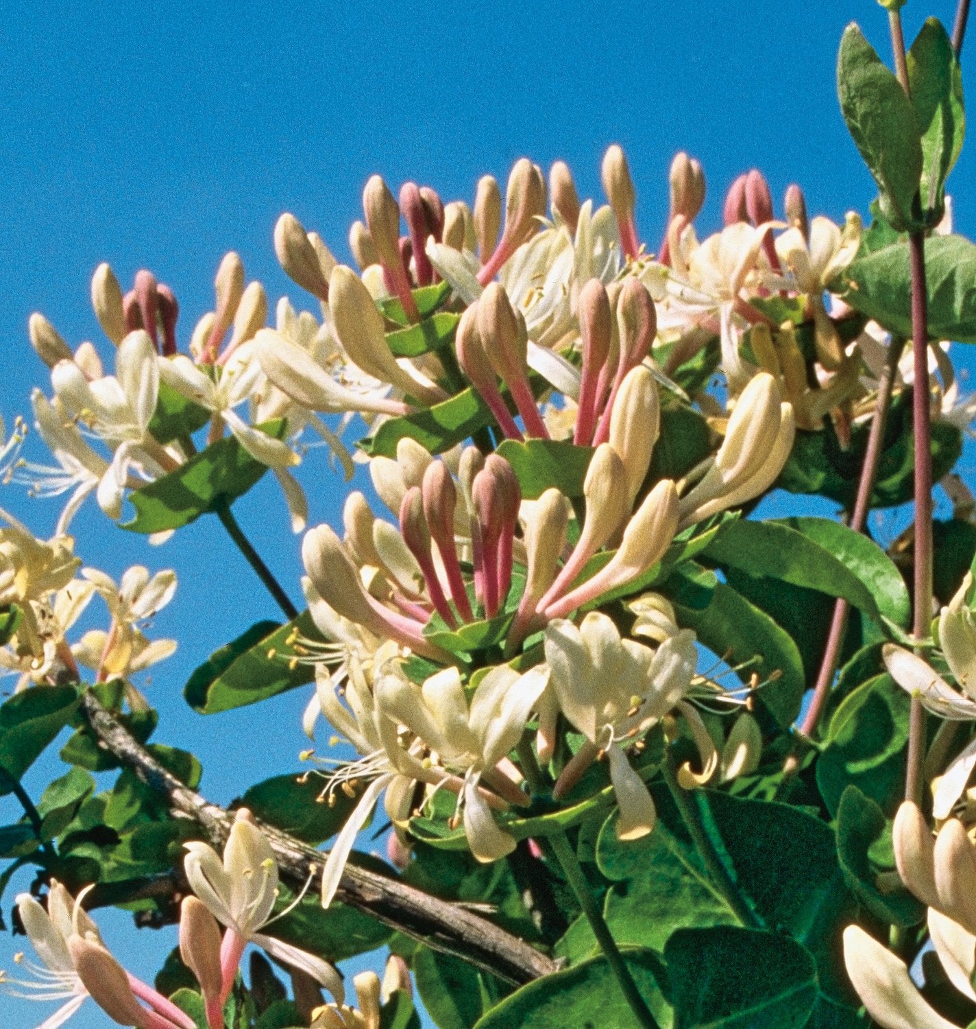 Lonicera caprifolium